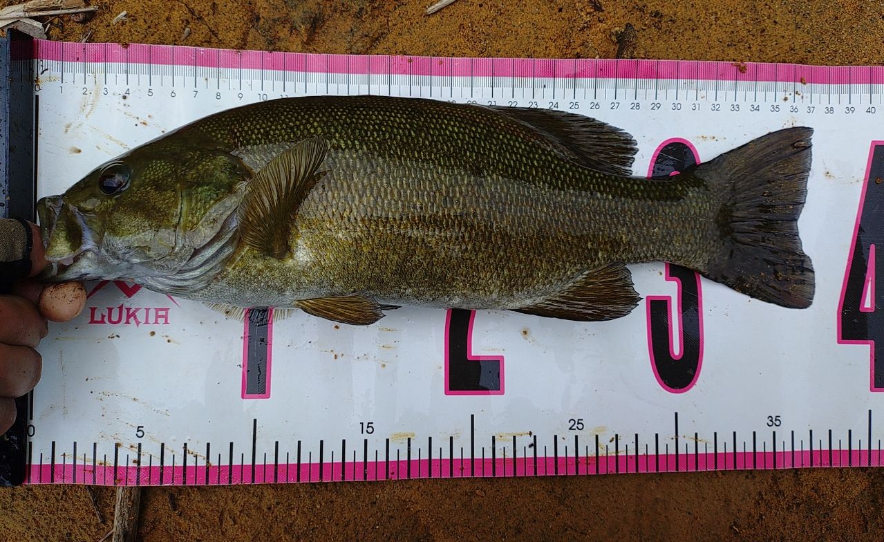 スモールマウスバス