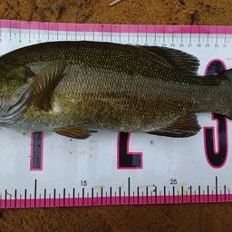 スモールマウスバス