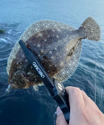 ヒラメの釣果