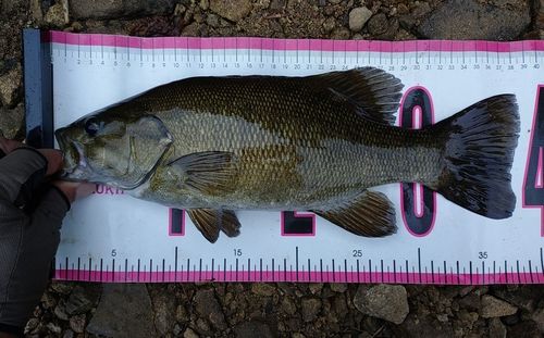スモールマウスバスの釣果