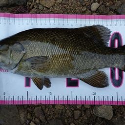 スモールマウスバス