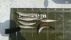 キスの釣果