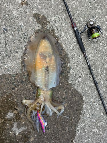 アオリイカの釣果