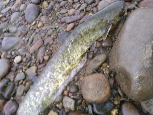 ニホンナマズの釣果