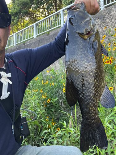 スモールマウスバスの釣果