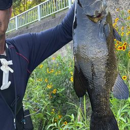 スモールマウスバス