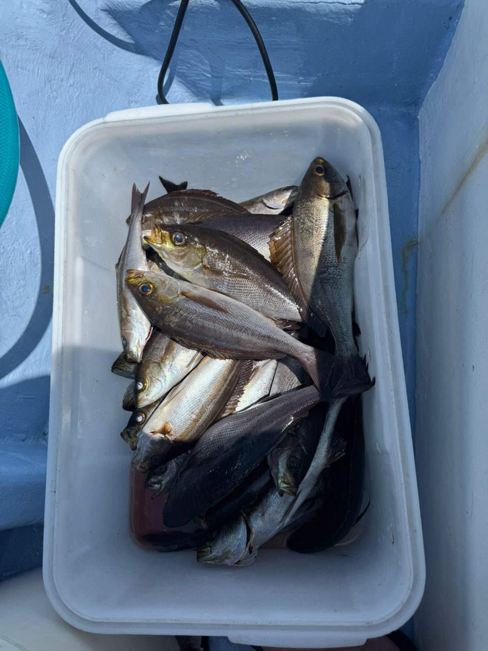 kunchanさんの釣果 2枚目の画像