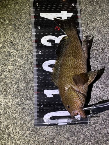 オオモンハタの釣果