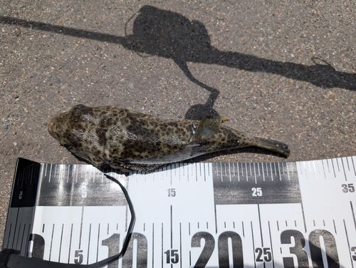 ショウサイフグの釣果