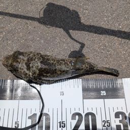 ショウサイフグ