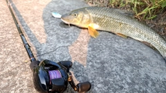 ニゴイの釣果