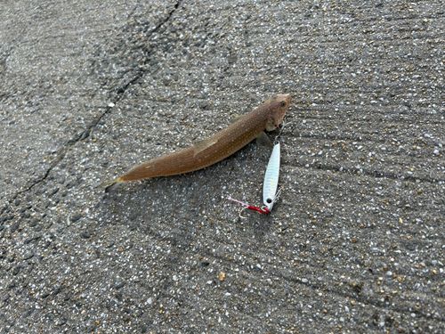 エソの釣果