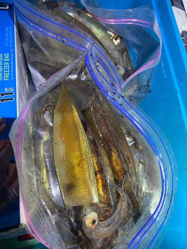 スルメイカの釣果
