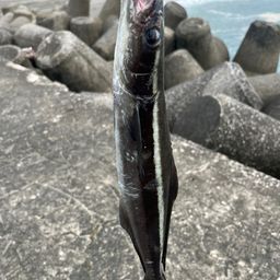 スギ
