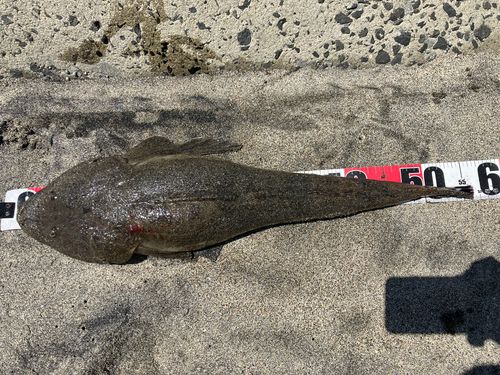 マゴチの釣果
