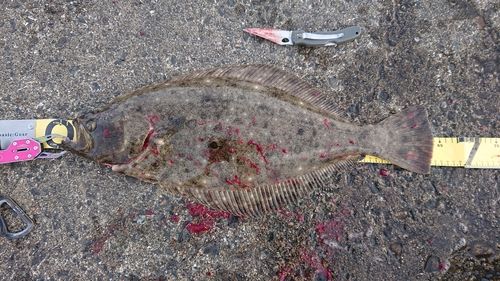 ヒラメの釣果