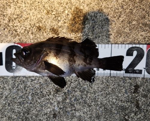 メバルの釣果