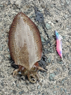 モンゴウイカの釣果