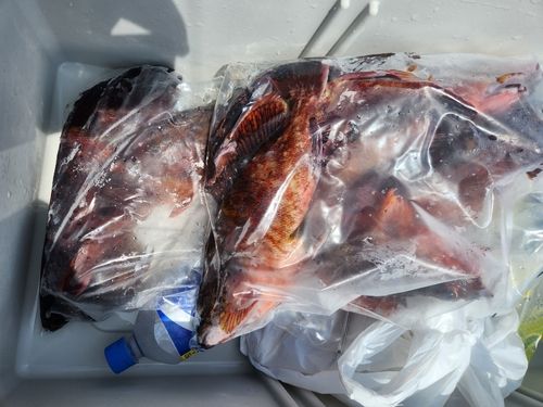 カサゴの釣果