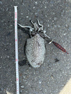 コウイカの釣果