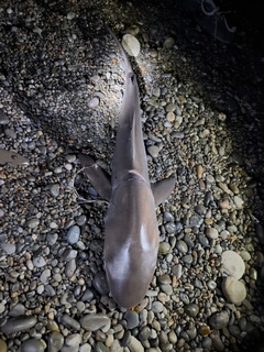 サメの釣果