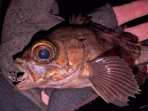 メバルの釣果