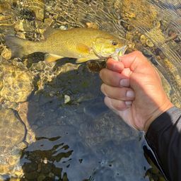 スモールマウスバス