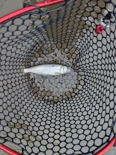 ケタバスの釣果