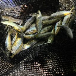 アジ