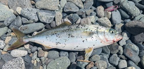 ワカシの釣果