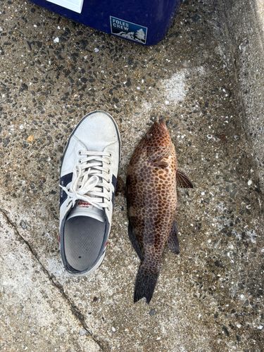 オオモンハタの釣果