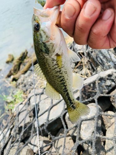 ラージマウスバスの釣果