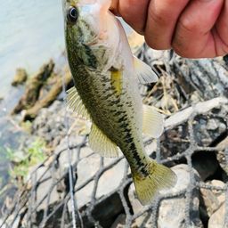 ラージマウスバス