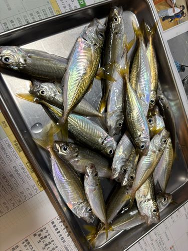 アジの釣果