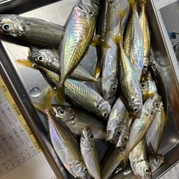 アジ