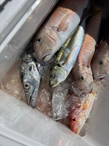 シロアマダイの釣果
