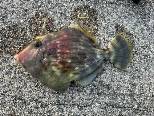 カワハギの釣果