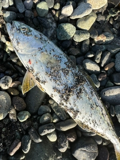 ワカシの釣果