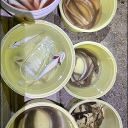 アナゴ