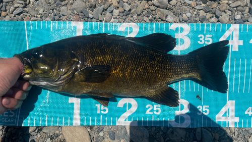 スモールマウスバスの釣果