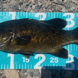 スモールマウスバス