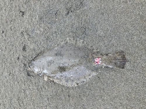 ソゲの釣果