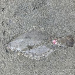ソゲ