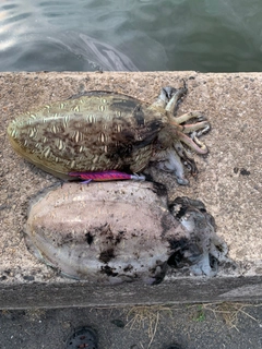 モンゴウイカの釣果