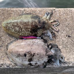 モンゴウイカ
