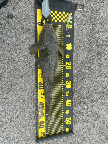 マゴチの釣果