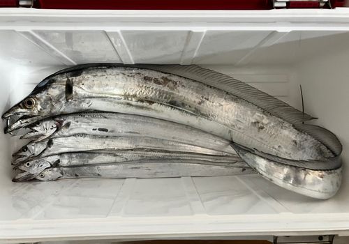 タチウオの釣果