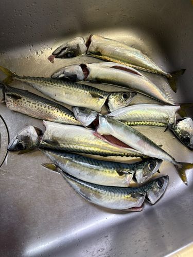 サバの釣果