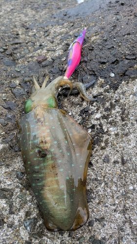 アオリイカの釣果