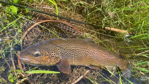 ブラウントラウトの釣果